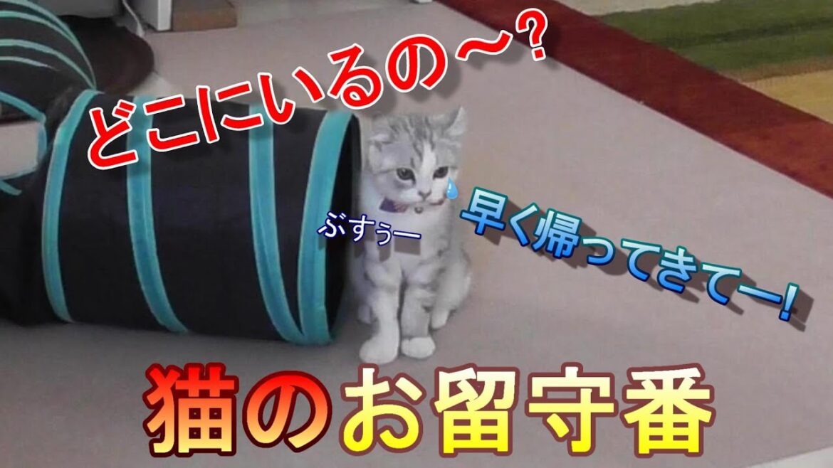 【隠し撮り】お留守番してた猫が寂しくなって泣き叫んで切なくなった【アメリカンカール】