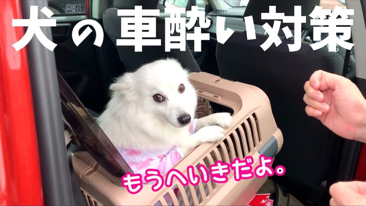 【犬の車酔い対策】日本スピッツちぃ。はこれで車に酔わなくなりました🐶