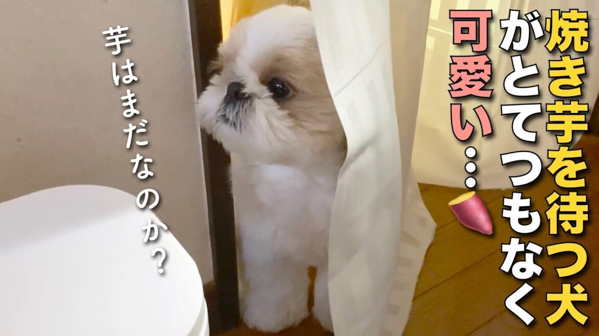 【シーズー】焼き芋を待つ犬がとてつもなく可愛い…【130】