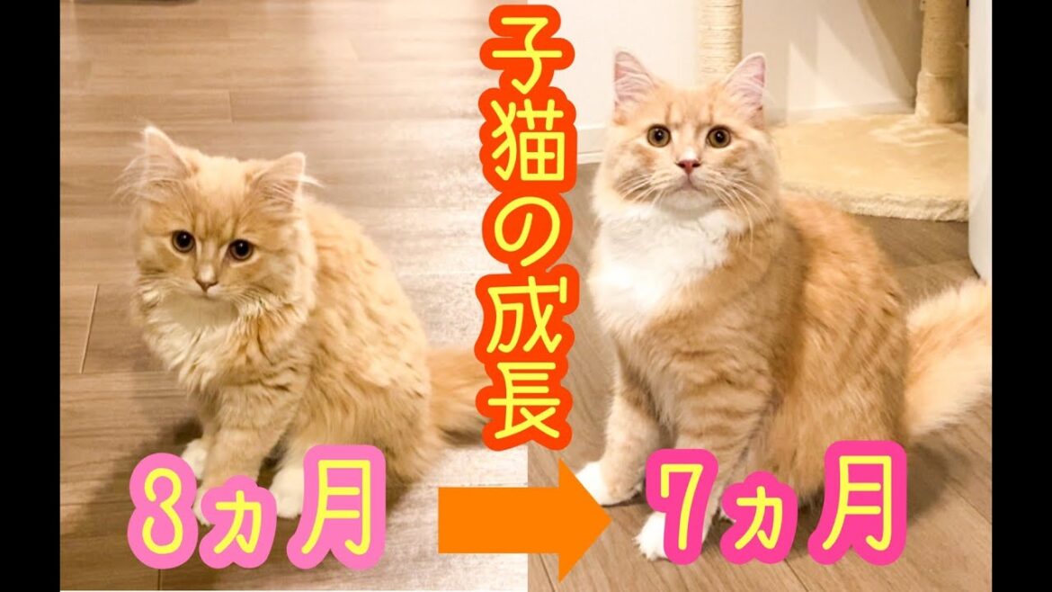 【子猫の成長記録(生後3〜7ヶ月)】サイベリアンの成長速度が凄すぎます 笑