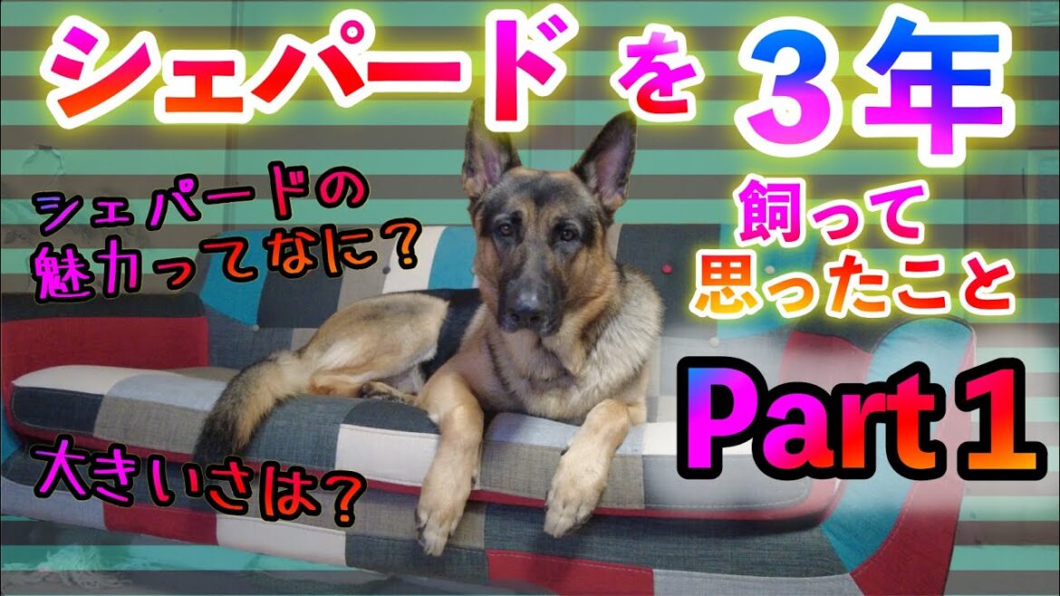 シェパードを３年飼って思ったことpart１
