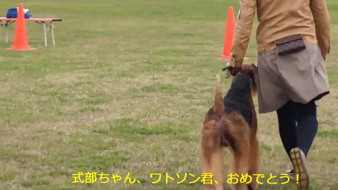 第124回日本エアデールテリア協会展