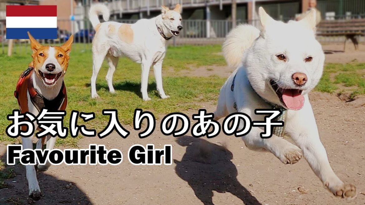 柴犬柿丸 モテモテバセンジーちゃん 近所のドッグラン【オランダ / 環境音 / 4K】Kaki-Maru the Shiba Inu