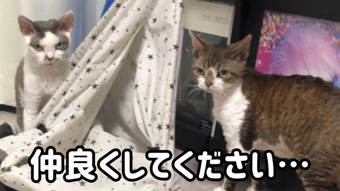 なかなか仲良くなれない猫【デボンレックス】