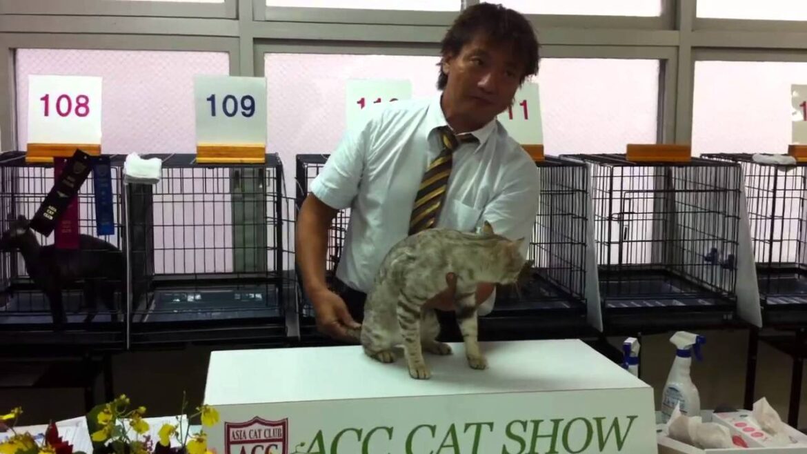 オシキャット☆スカイツリーのキャットショー