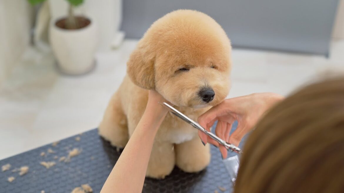 すみません、起きてください。(ビションフリーゼ x トイプードル ビションプー ミックス犬) すみません、起きてください。(ビションフリーゼ x トイプードル ビションプー ミックス犬)