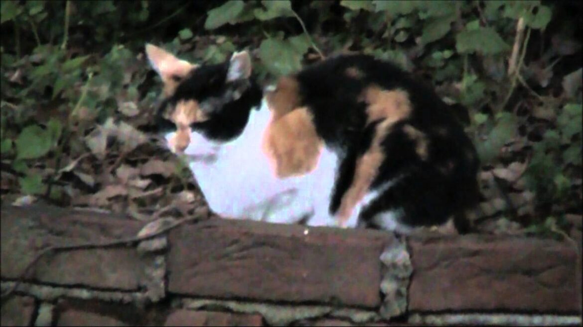 ジャパニーズボブテイル Bobtail japonais