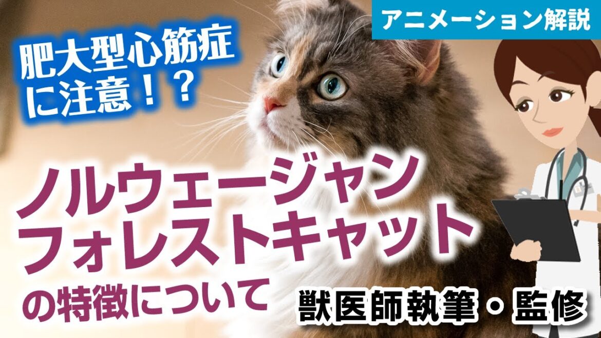 ノルウェージャンフォレストキャットの特徴や気を付けたい病気など【獣医師執筆監修】