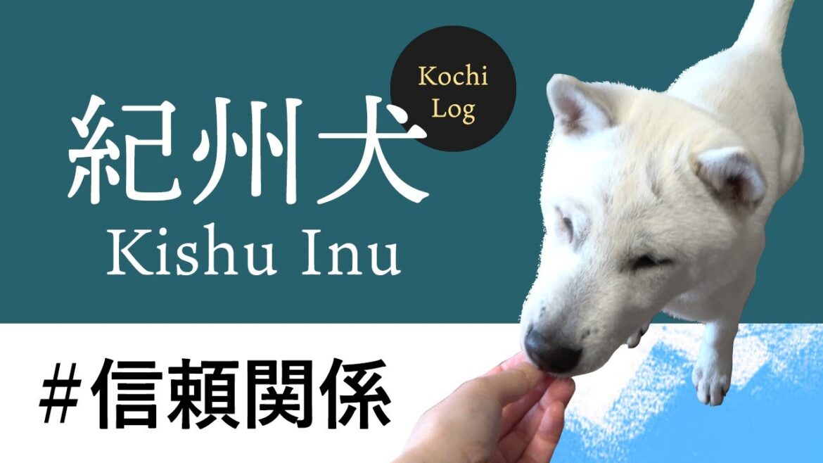 【信頼関係をつくる】紀州犬　Kishu Inu ( Japanese dog ) Puppy