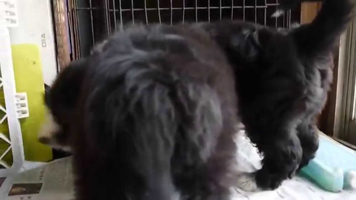 ビアデッドコリー東京のブリーダーの子犬を販売PADOG関東