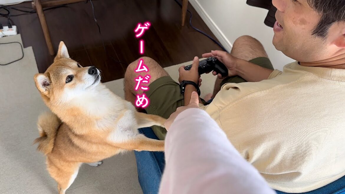 パパのゲームのやり過ぎを注意したら一緒に叱ってくれる柴犬が可愛い