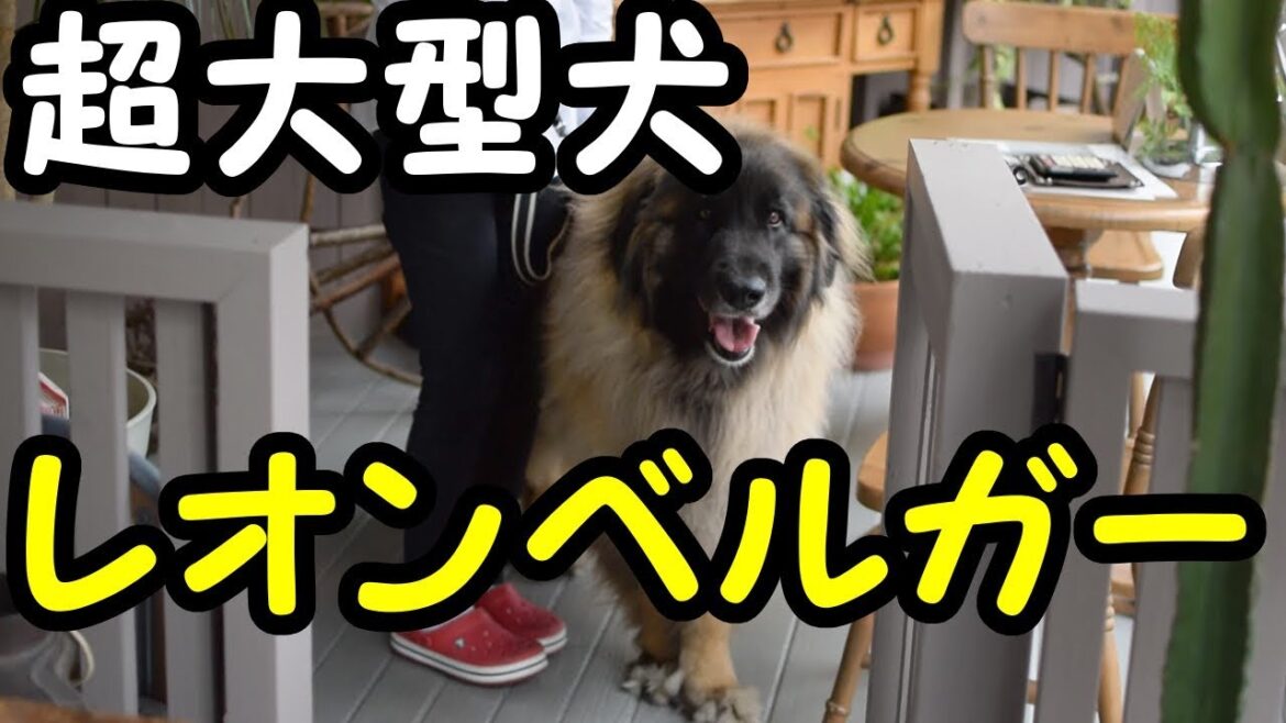超大型犬のレオンベルガー