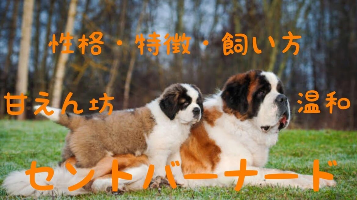 セントバーナードの性格や特徴などなど解説