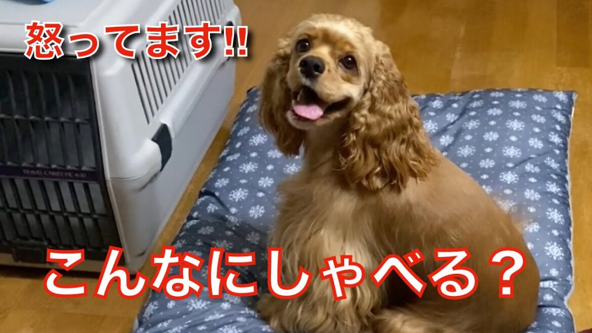 可愛い犬コッカーがこんなにおしゃべりだとは思いませんでした