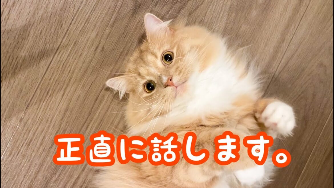 意外と大変な猫との暮らし