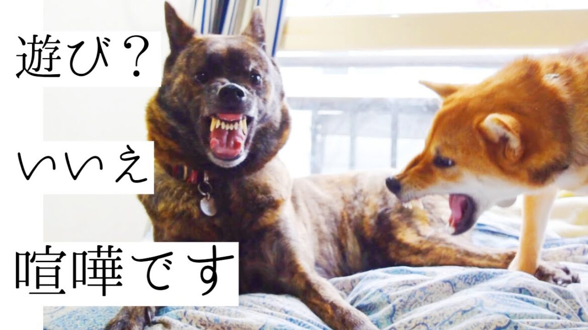 【閲覧注意】ヒートの影響？甲斐犬と柴犬がガチ喧嘩！！飼い主負傷！【甲斐犬・柴犬】