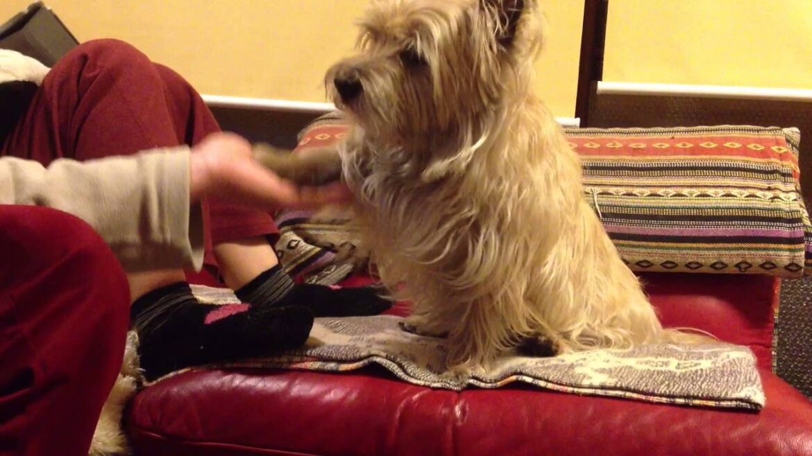 特技！　握手連続技。。　ラッツォ（ケアーンテリア）です！