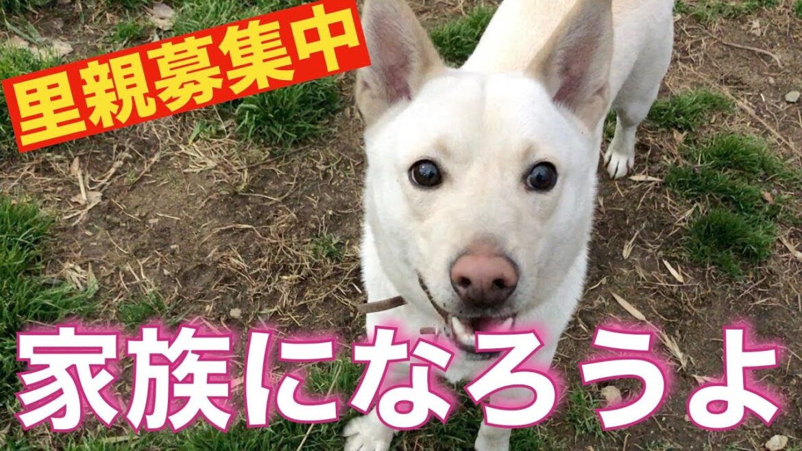 【里親募集】紀州犬MIXキッシュ