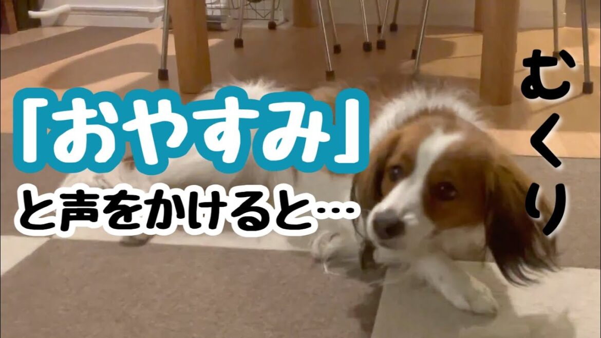 「おやすみ」でサークルに入る犬【コーイケルホンディエ】【kooikerhondje】