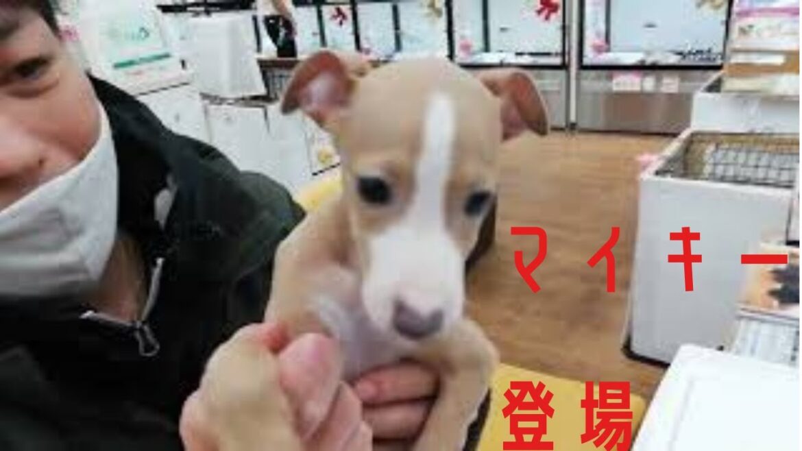 【初投稿】イタリアングレーハウンドを飼うことになりました。〜家に来た初日の反応〜