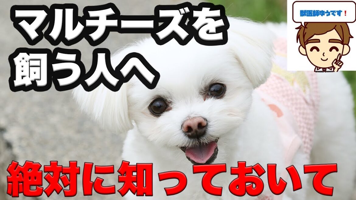 マルチーズを飼う人に絶対に知ってほしいこと【獣医がおしえる】　〜出身、歴史、性格、寿命、医療費、なりやすい病気、早期発見法、予防法〜