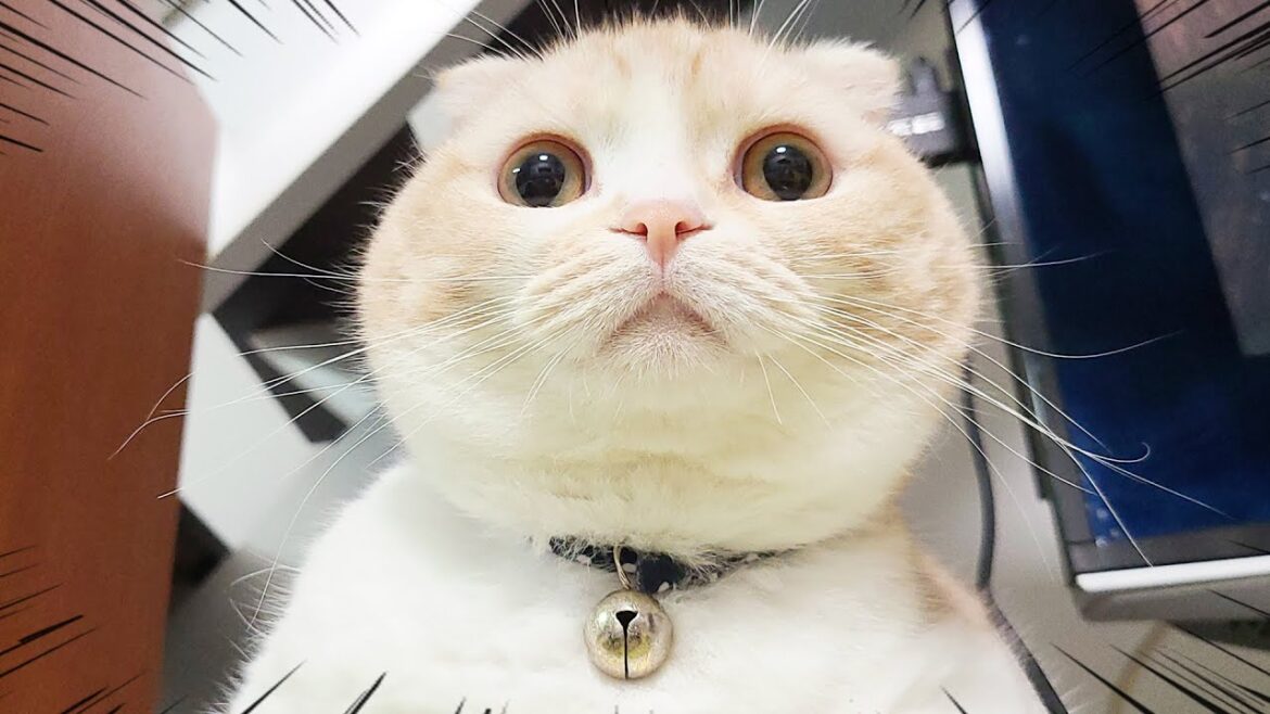 子猫におもちゃをプレゼントしたら犬達が揺らしまくって大変な事になった。