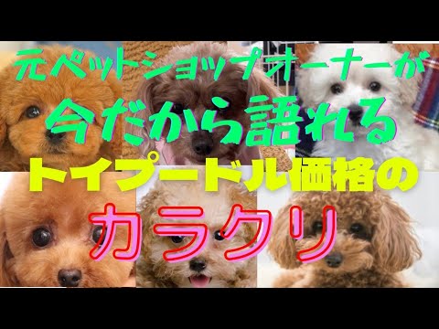 トイプードルを飼う前に❗️ペットショップ経営を辞めたから言える裏話❗️ペットショップや個体選び、価格設定などを元ペットショップオーナーが詳しく説明  All About Toy Poodles トイプードルを飼う前に❗️ペットショップ経営を辞めたから言える裏話❗️ペットショップや個体選び、価格設定などを元ペットショップオーナーが詳しく説明  All About Toy Poodles