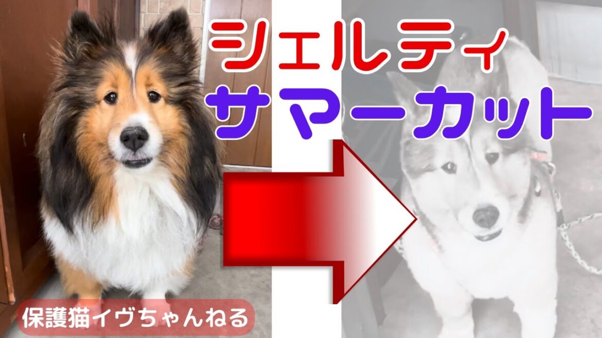 シェルティサマーカット・長毛犬が別犬にw ・シェットランドシープドッグ・