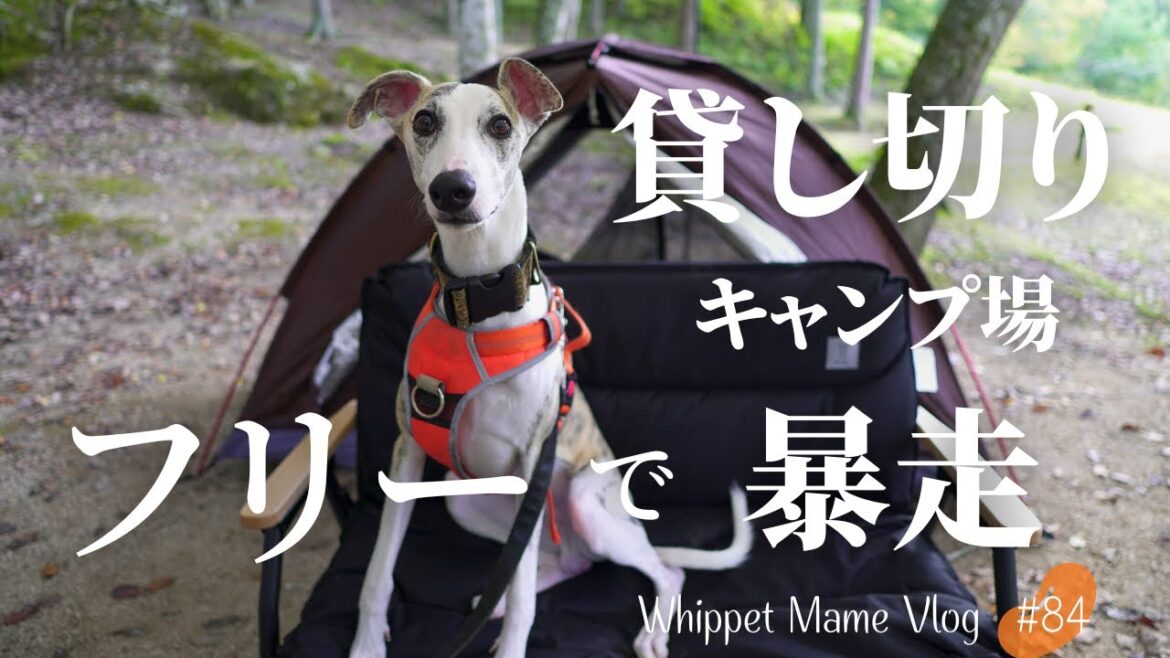 林間キャンプ場を自由に駆け回る犬が幸せそうでたまらない　#84