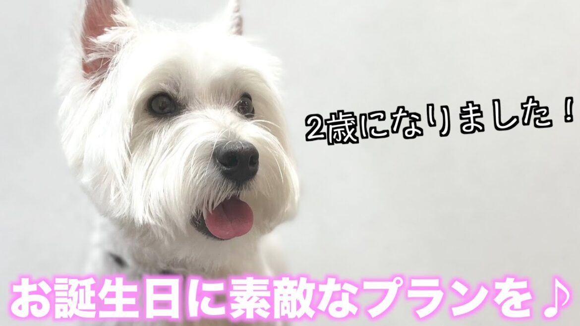 お誕生日に素敵なプランを♪ウエスト・ハイランド・ホワイト・テリア「シシーちゃん」2021年5月13日(木)