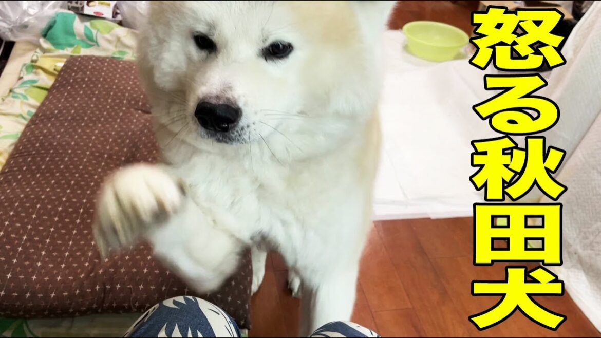 怒れる秋田犬！やはり日本犬は凄い・衝撃映像ZZZ【VLOG】