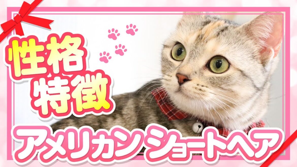 飼ってみて分かったアメリカンショートヘアの性格や特徴を紹介！【アメショーってどんな猫？】