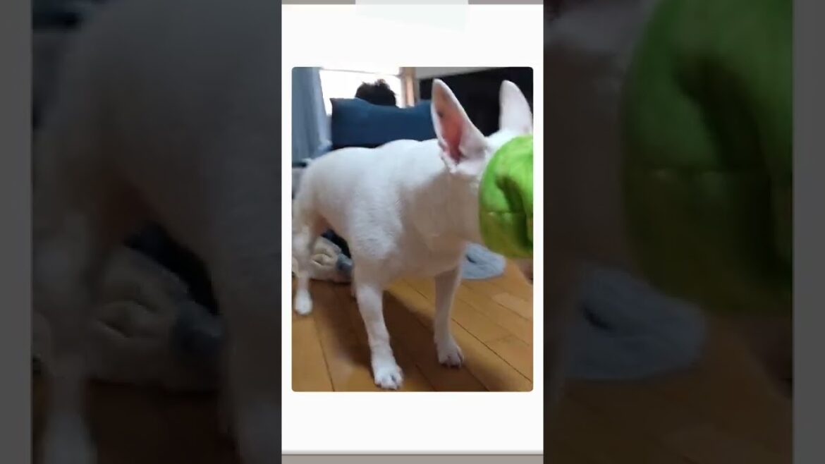 謎の覆面レスラー現る！ #shorts#犬 #bull terrier