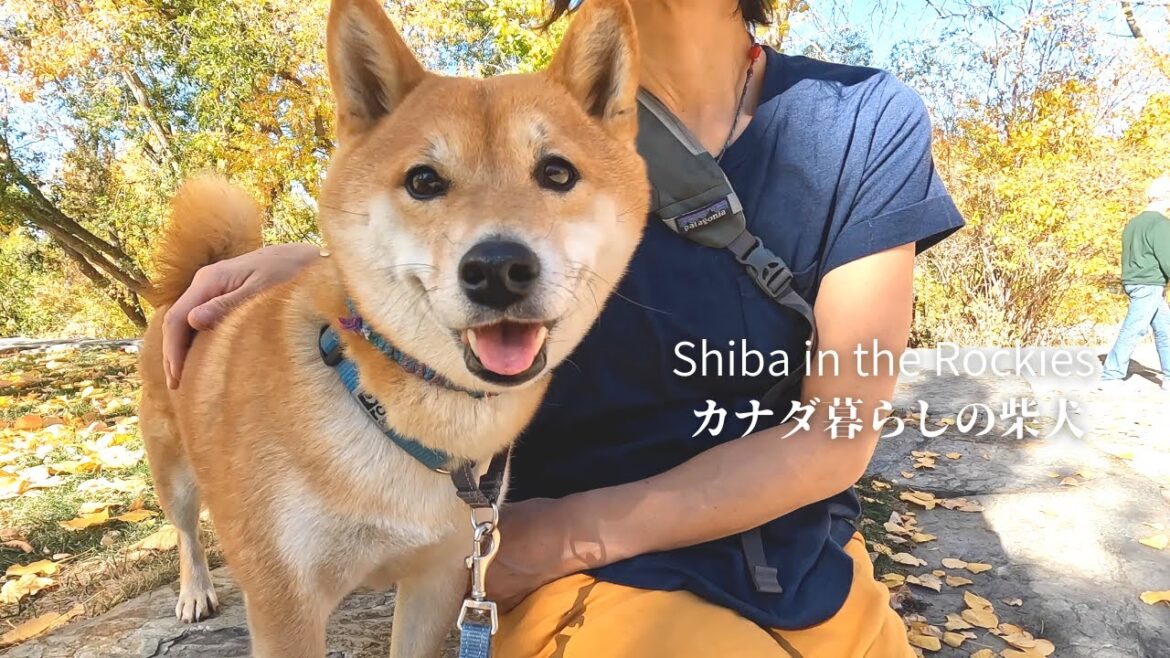 滅多に見られない黒リスを何としても捕まえたい柴犬ナラ。【4K】