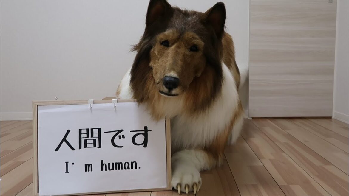 コリーの自己紹介
