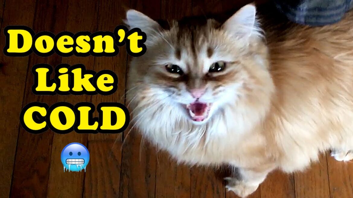 Manx Cat Reacts to COLD