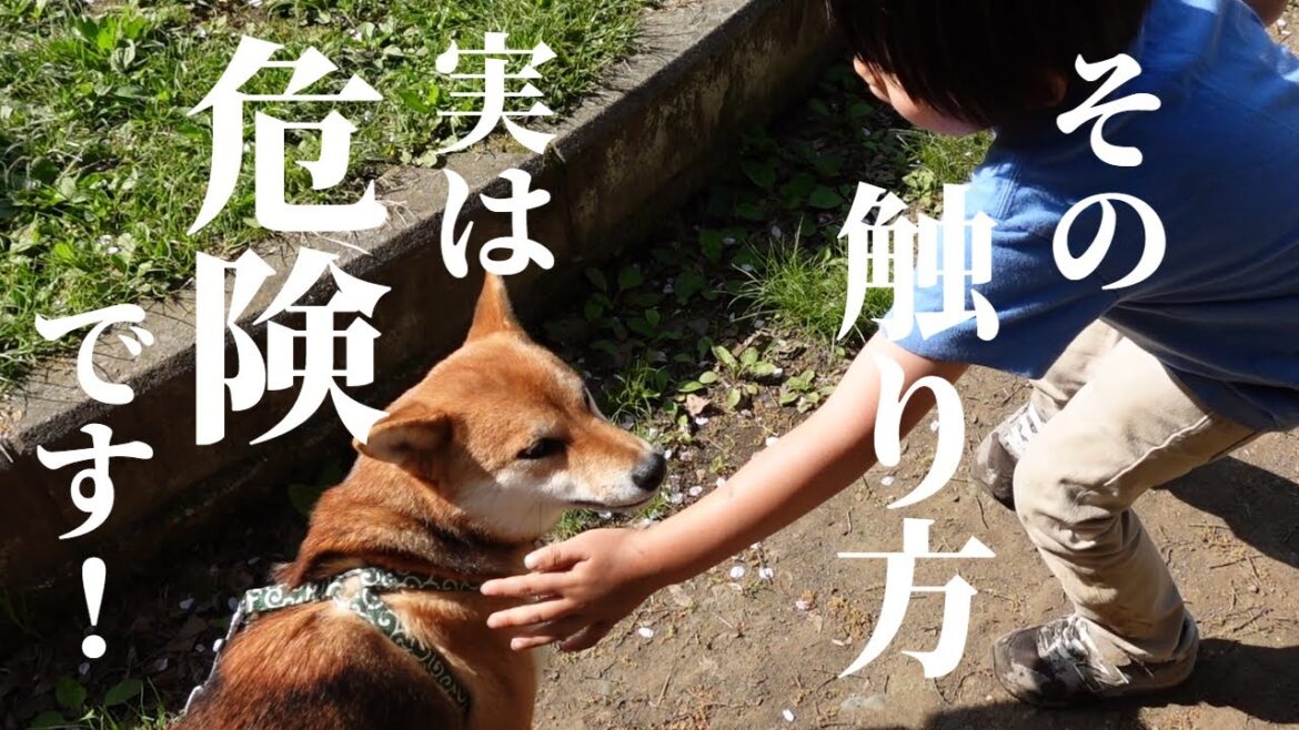 犬が怒る時は唸る?間違った知識で噛みつかれる危険も‼犬に触る時の注意点をご紹介!【甲斐犬・柴犬】 犬が怒る時は唸る?間違った知識で噛みつかれる危険も‼犬に触る時の注意点をご紹介!【甲斐犬・柴犬】