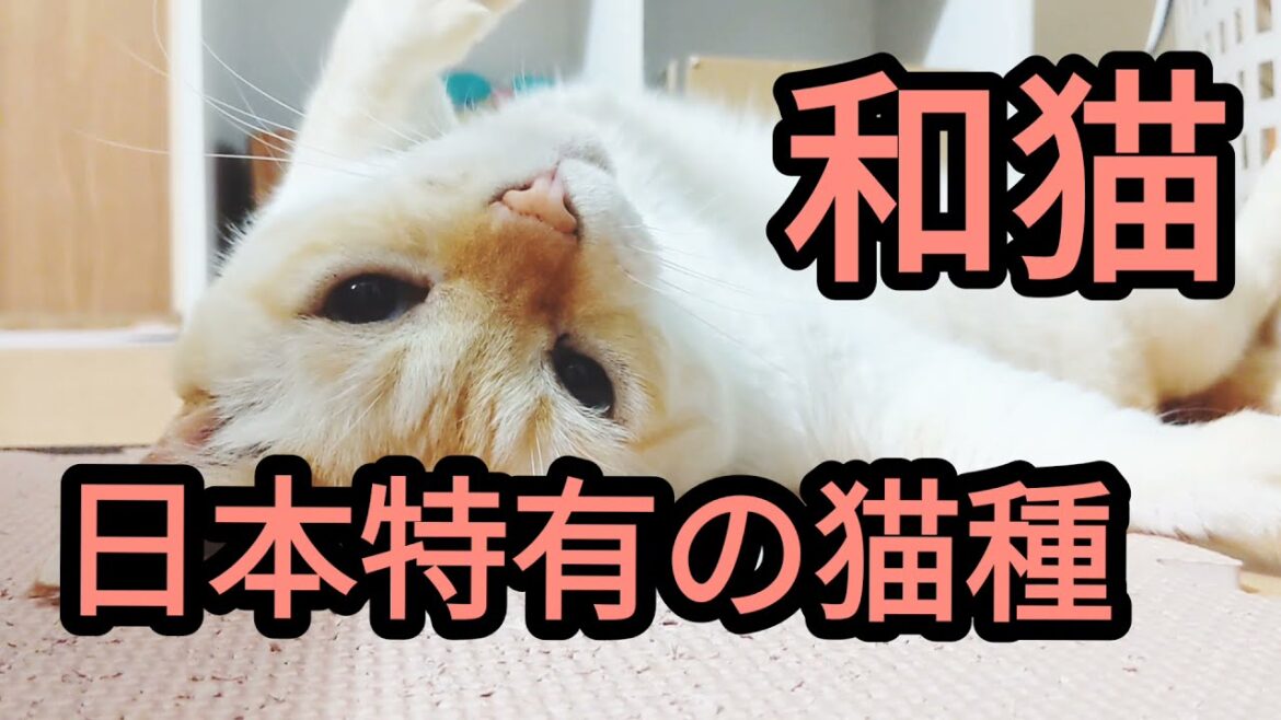 【日本猫】今の日本猫は洋猫との雑種猫w純血種の日本猫は見かけないのがほぼの様です