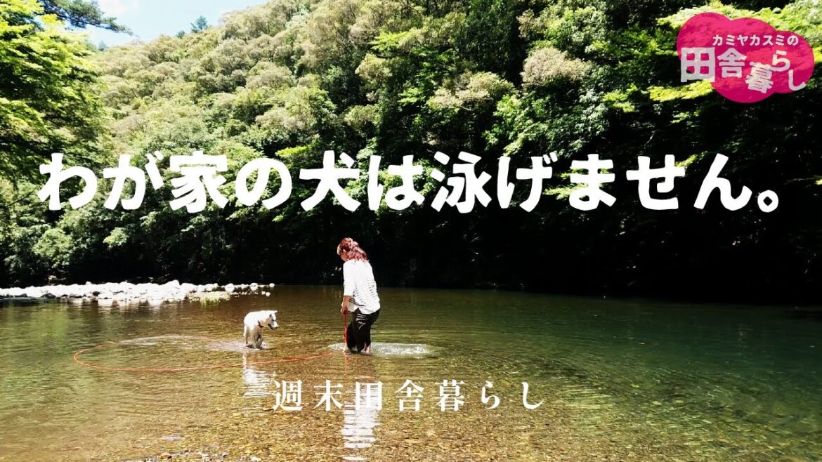【紀州犬】夏の田舎の川遊び　　田舎暮らし/紀州犬/山暮らし