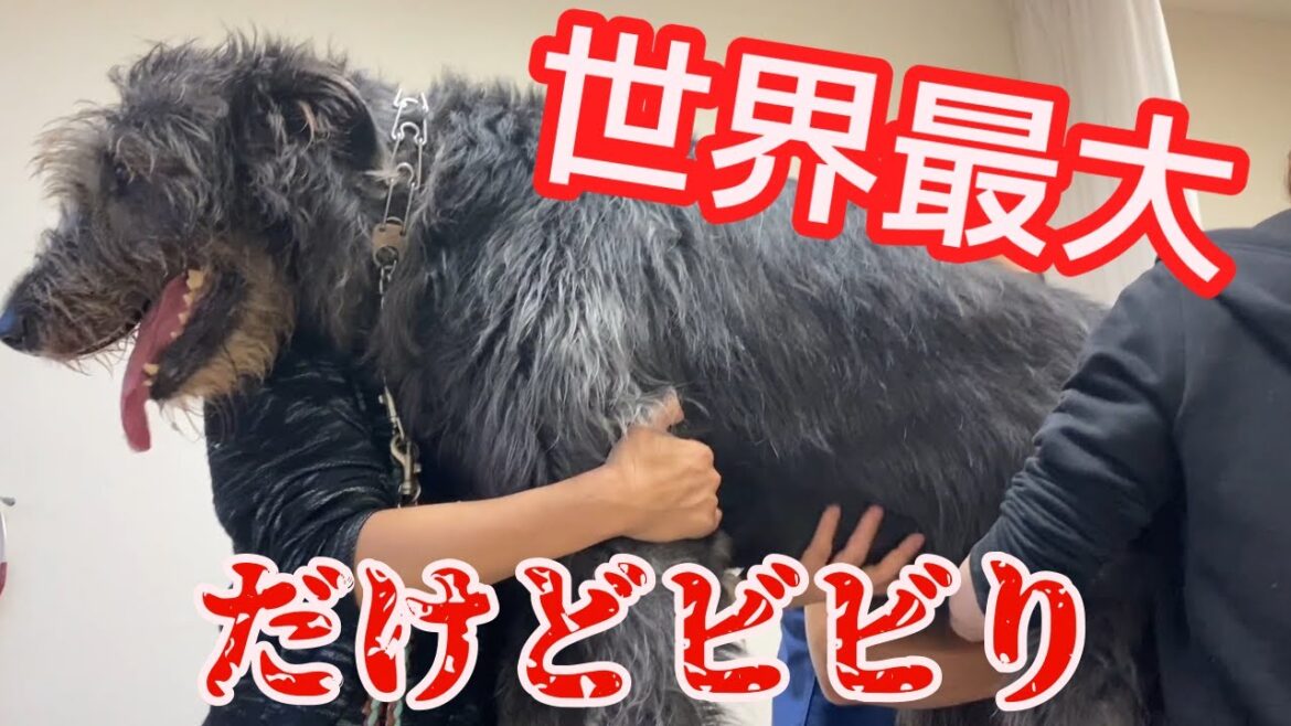 犬9匹の予防接種、動物病院ルーティン【大混雑】