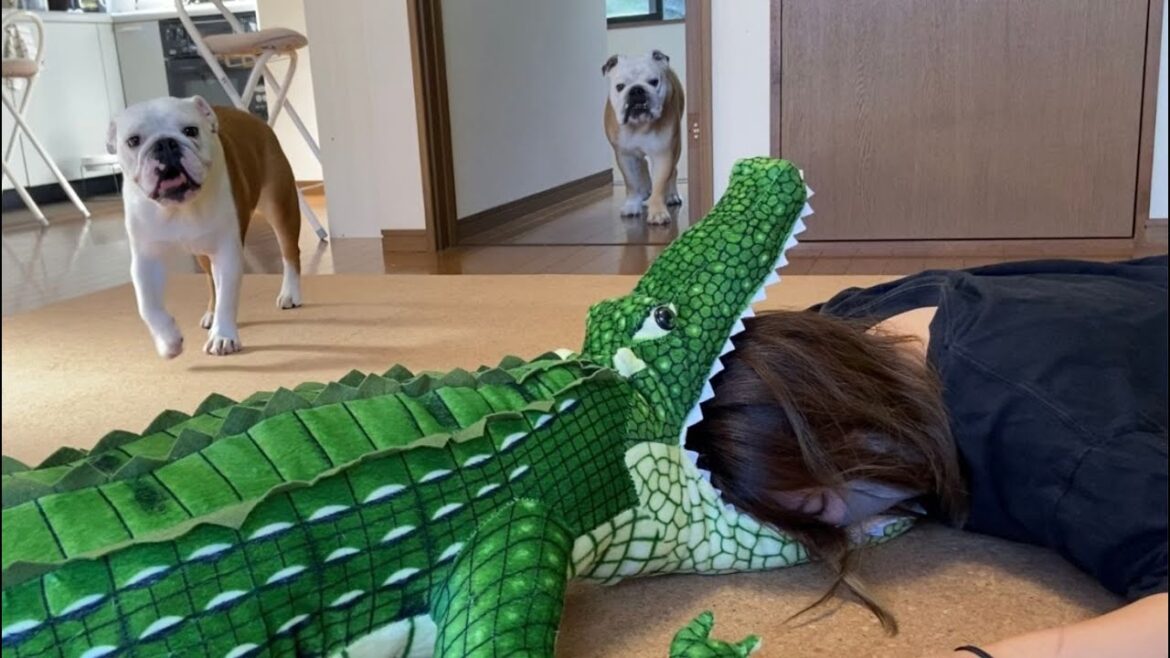 【ドッキリ】ワニに頭を噛まれた飼い主を見て愛犬がとった行動がこちら！