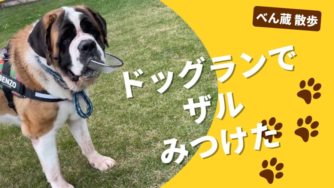 【大型犬 セントバーナード】ドッグランで遊ぶべん蔵です🐶