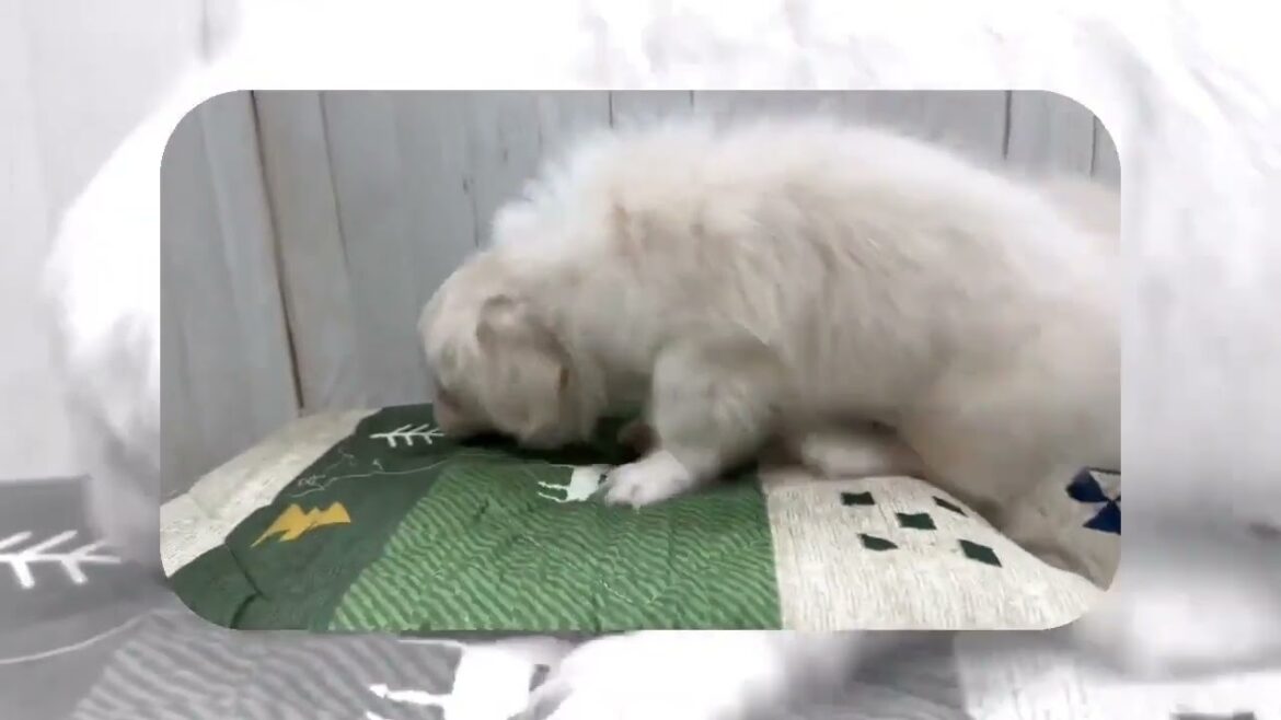チベタンスパニエル 可愛いらしいお顔のぼくちゃん