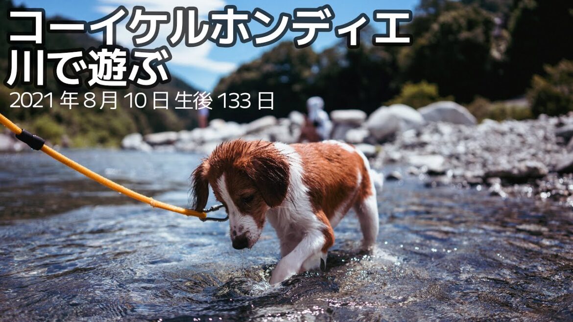 【コーイケルホンディエ】川遊びをする子犬