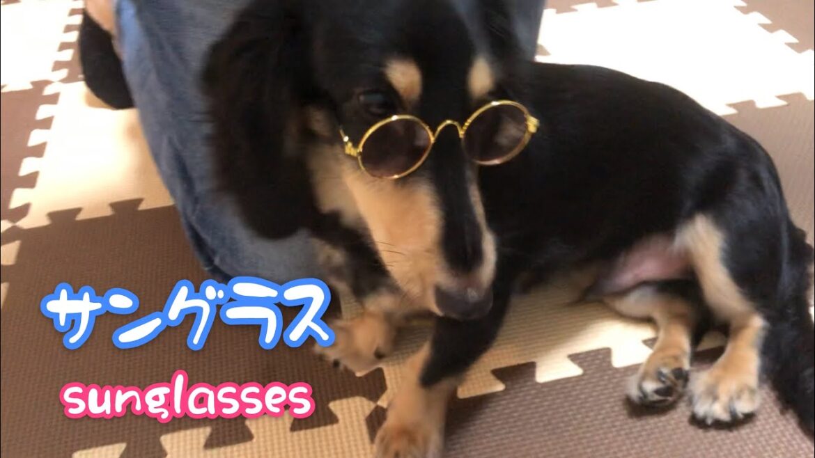 サングラス姿がかわいいミニチュアダックスフンドのロングヘアーの子犬！Dachshund wearing sunglasses！