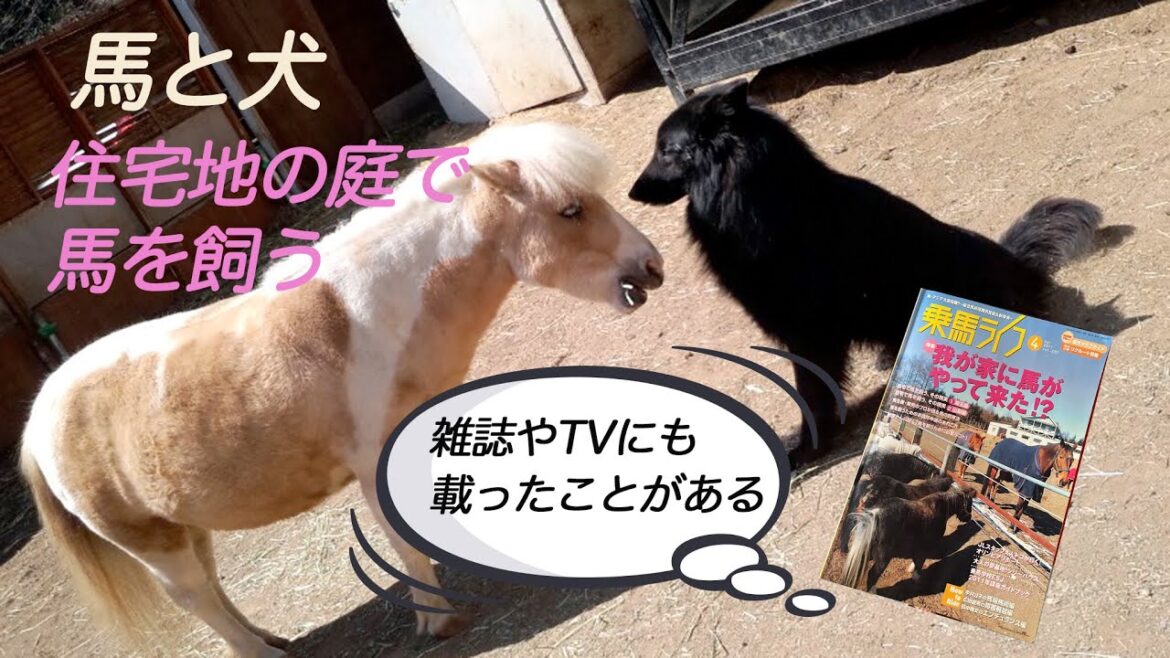ミニチュアホース：カリスと犬のグローネンダール：バルトとの出会い