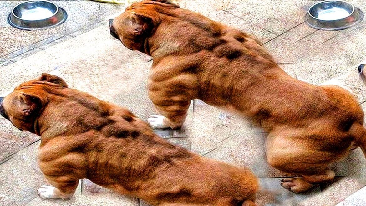 世界で最も危険な10の犬種！