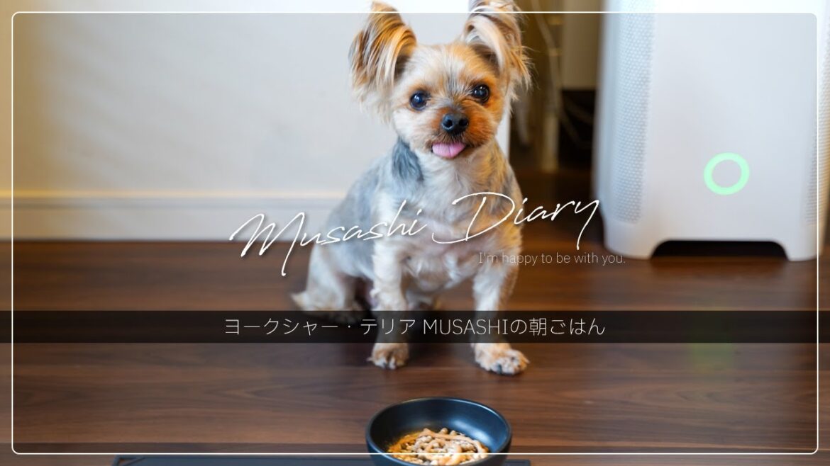 ヨークシャー・テリア MUSASHIの朝ごはん
