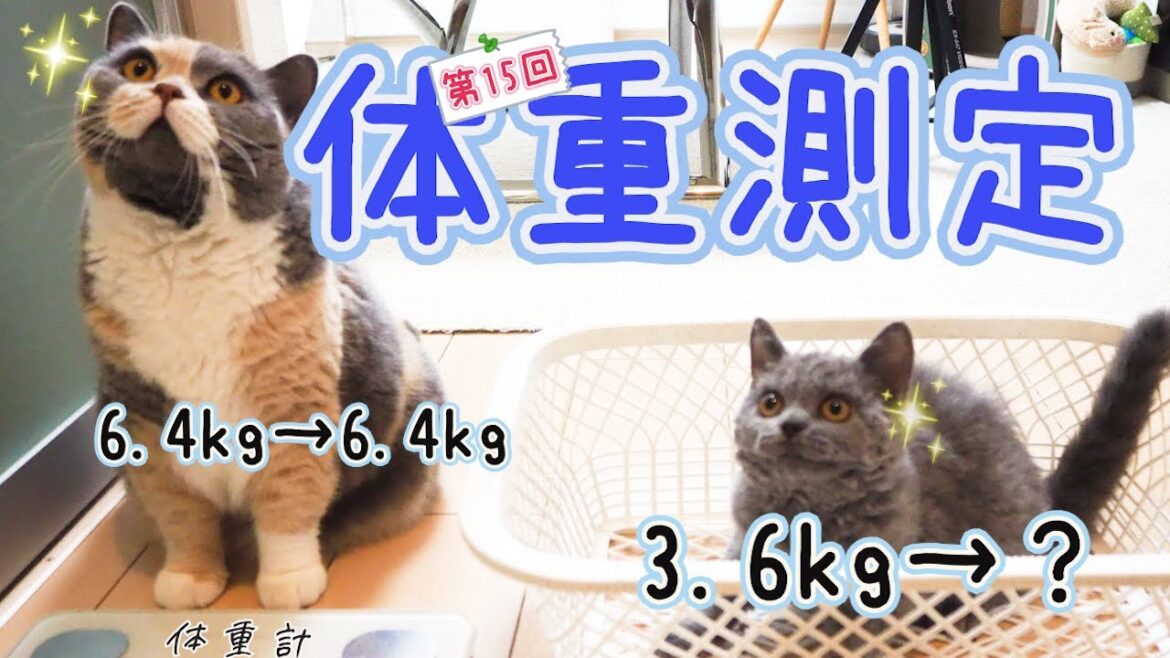 今日は体重測定の日。今月の体重はいかに?|セルカークレックス|ブリティッシュショートヘア 今日は体重測定の日。今月の体重はいかに?|セルカークレックス|ブリティッシュショートヘア