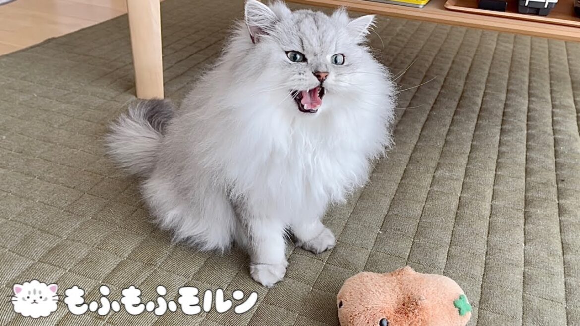 この猫は一体何と言っているんでしょう？ 【サイベリアン】